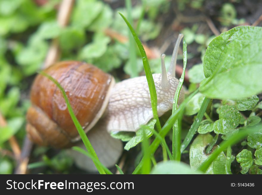 A spring garden snail in a grass