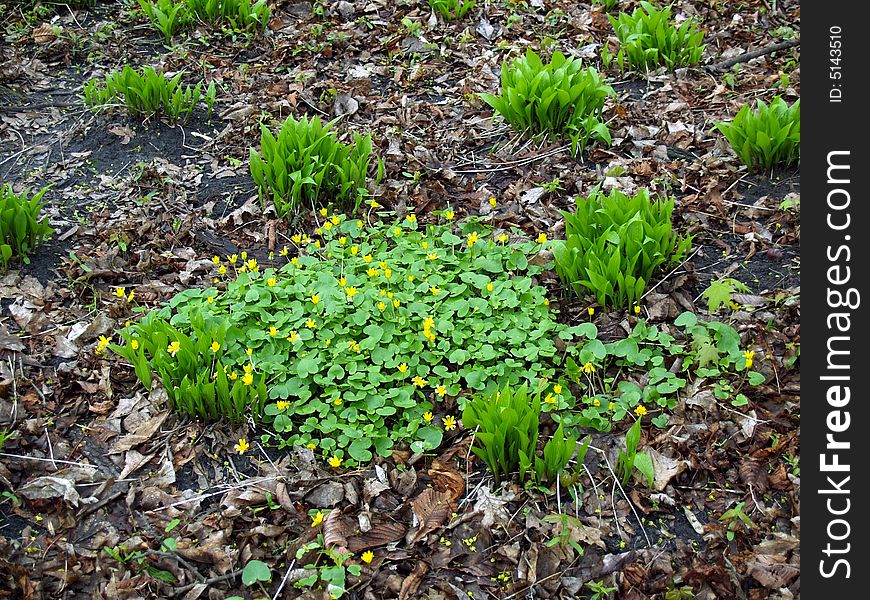 Field with yellow flowers in the park