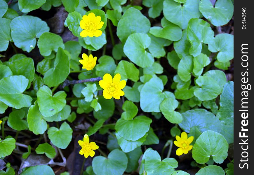 Field with yellow flowers in the park