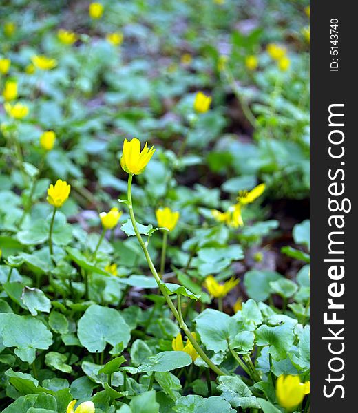 Field with yellow flowers in the park