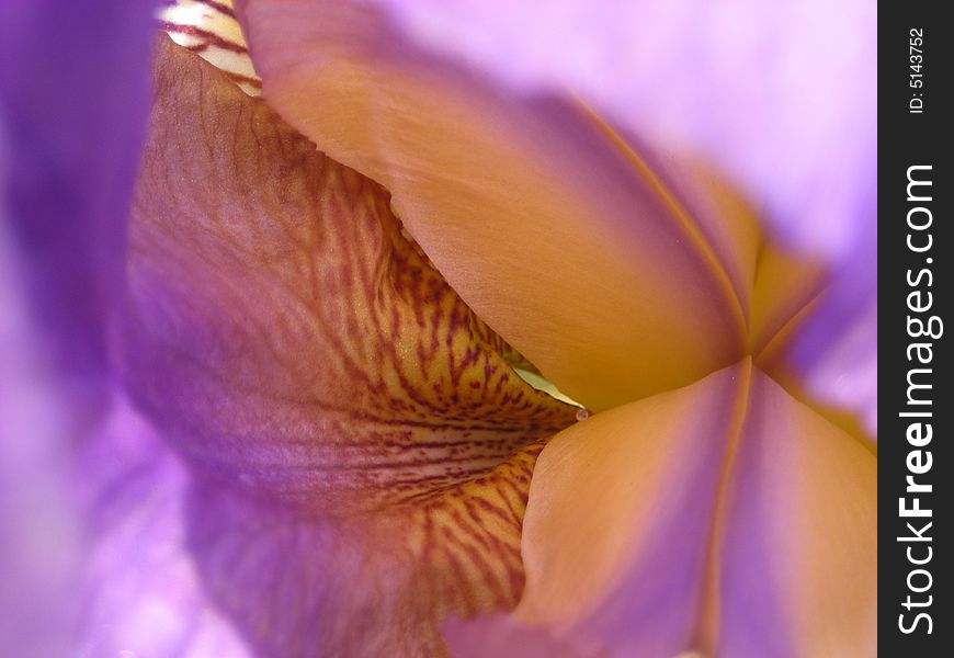 Iris Flower