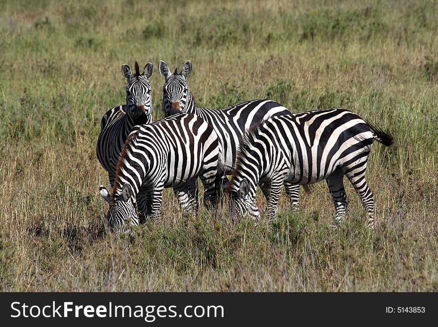 Zebra family in Africa, Tanzania. Zebra family in Africa, Tanzania