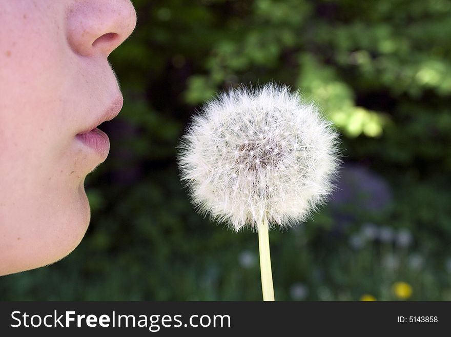 Little girl holding a dandelion for blowing
