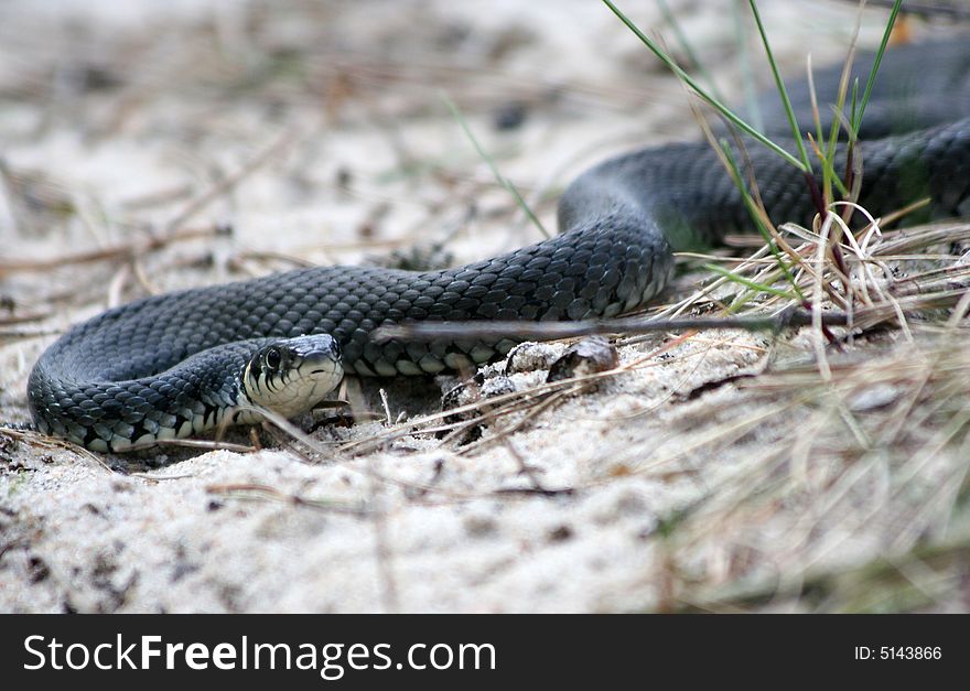 Grass-snake