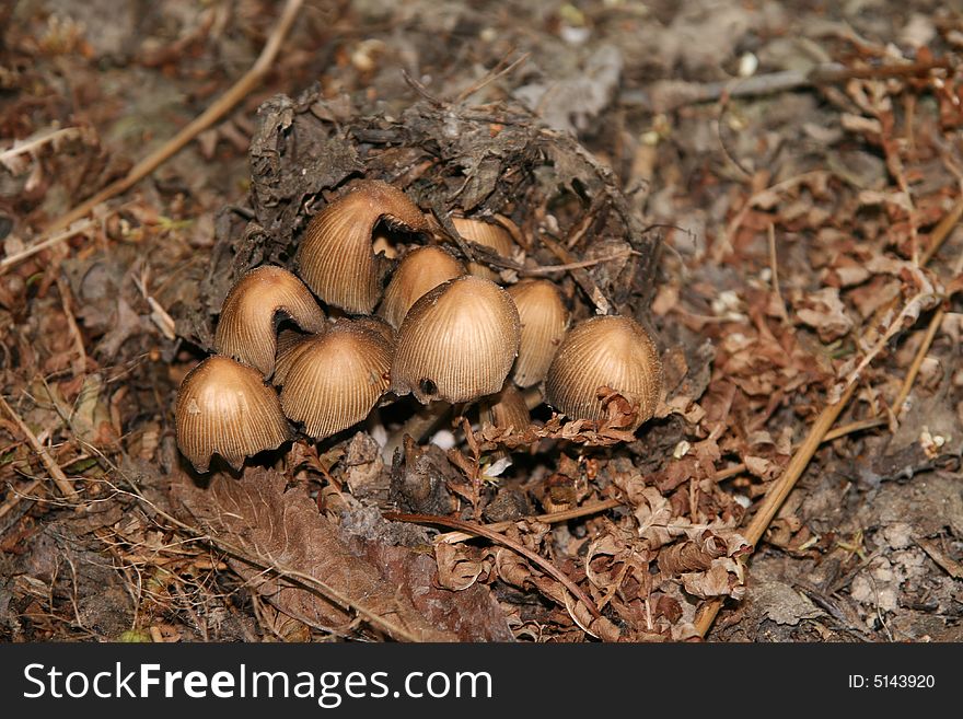 Few mushrooms under the tree