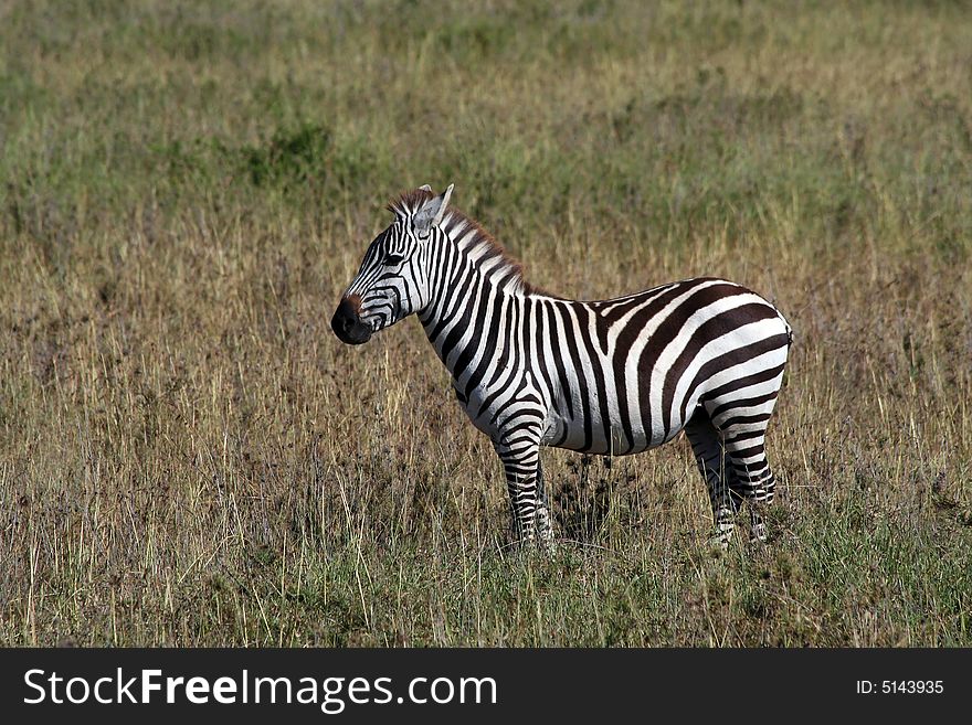 Alone zebra in Africa, Tanzania