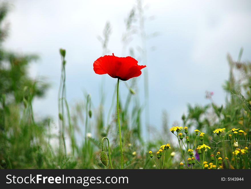 Red poppy flower on green grass. Red poppy flower on green grass