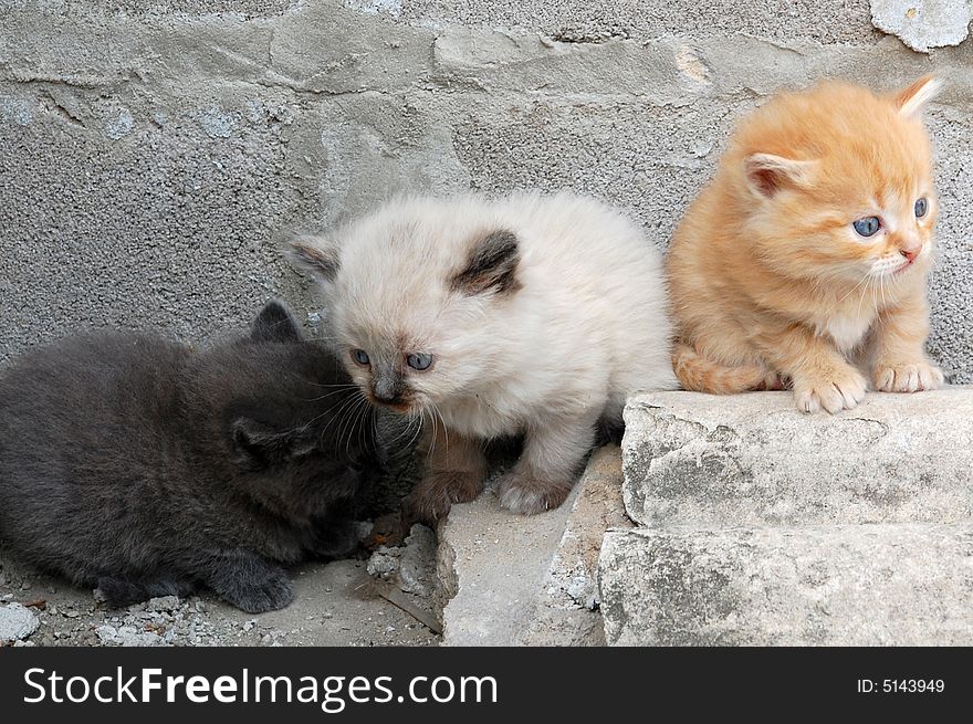 Colorful group of kittens
