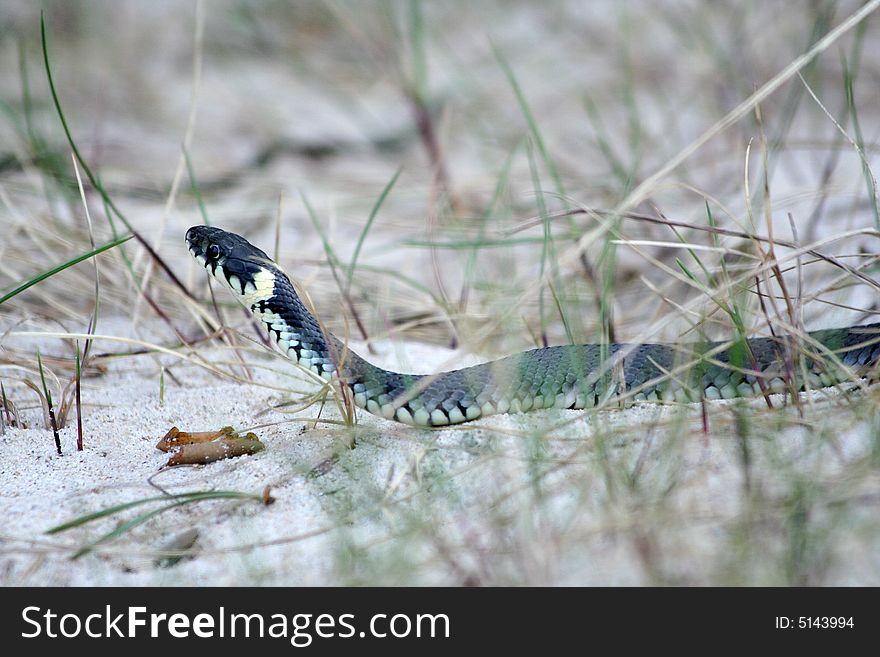 Grass-snake Natrix natrix on the beach