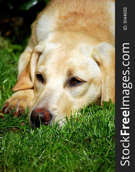 Yellow labrador puppy laying in the sunshine