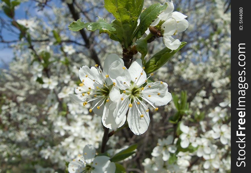 The blossoming cherry in spring to a garden