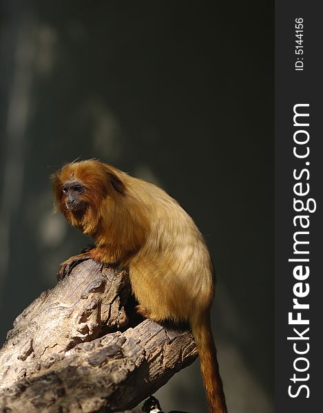 A monkey at budapest zoo