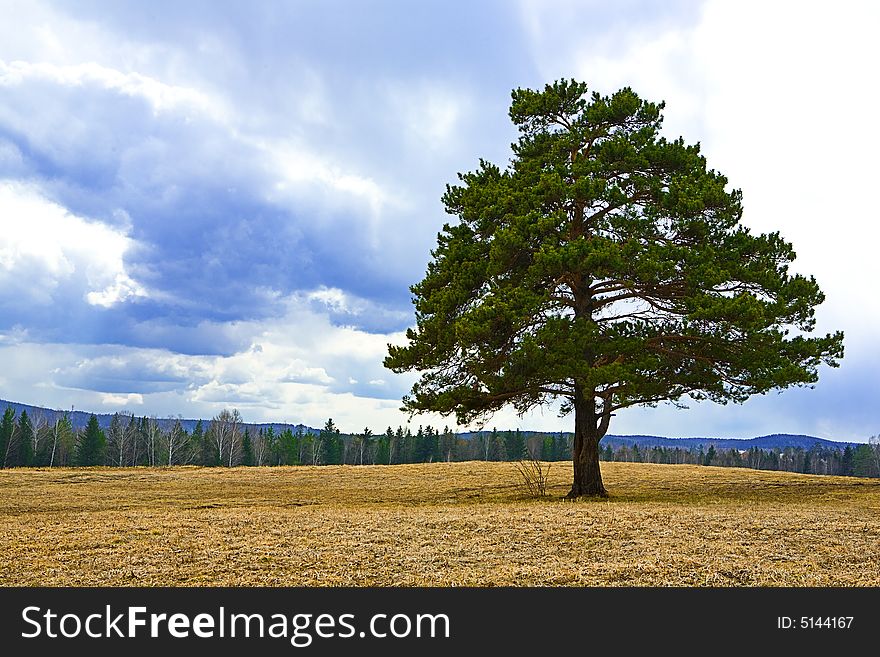 Alone tree on autumn yellow field under cloudy sky