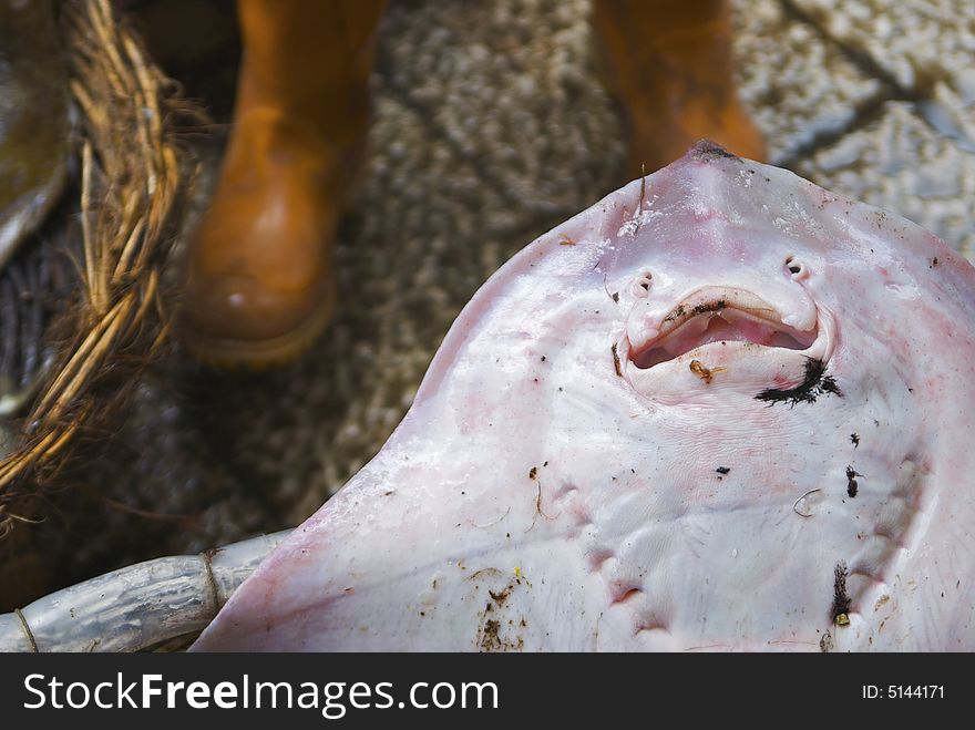 A particular one of the fish sold from the fishermen in the market of Marsala.