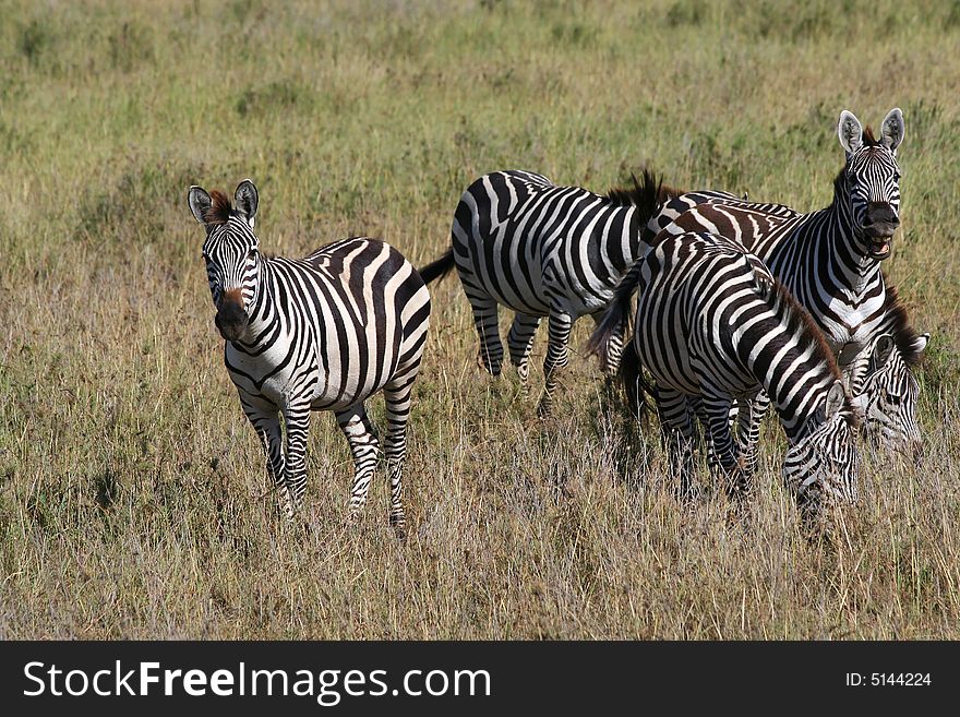 Zebra family in Africa, Tanzania. Zebra family in Africa, Tanzania