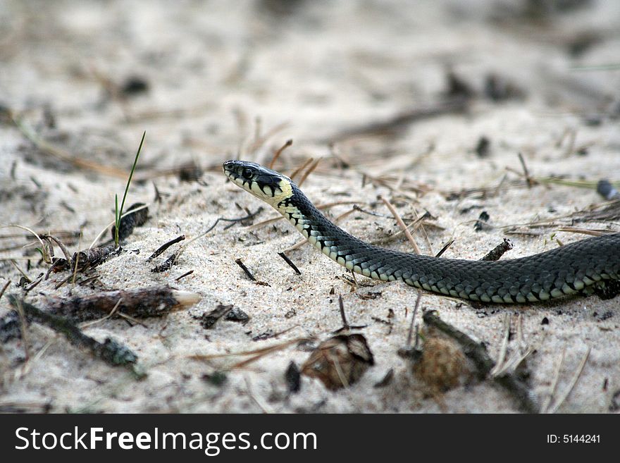 Grass-snake Natrix natrix on the beach