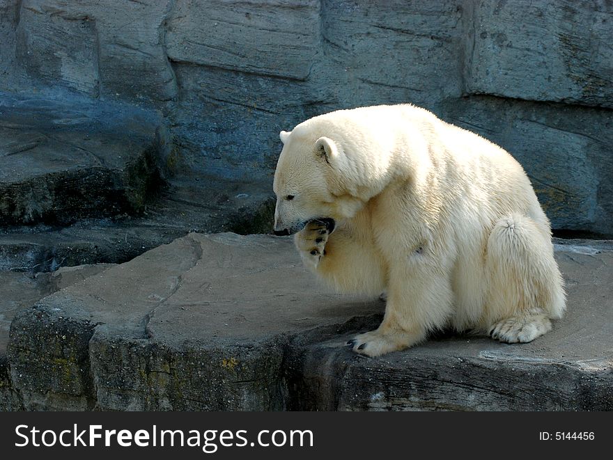 A sweet polar bear hunting