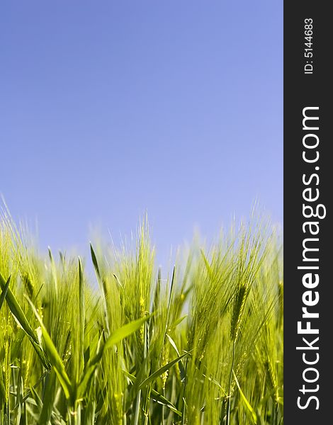 Green wheat field with blue sky