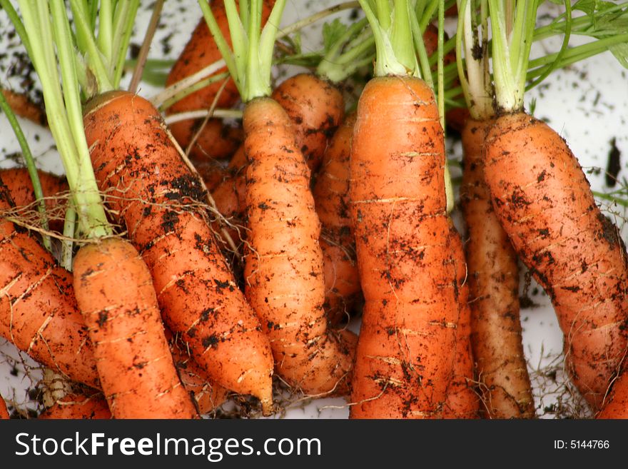 Home grown baby carrots freshly pulled from the ground. Home grown baby carrots freshly pulled from the ground