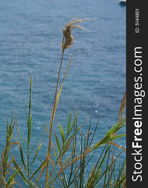 Blade of grass near the sea. Budva, Montenegro. Blade of grass near the sea. Budva, Montenegro.