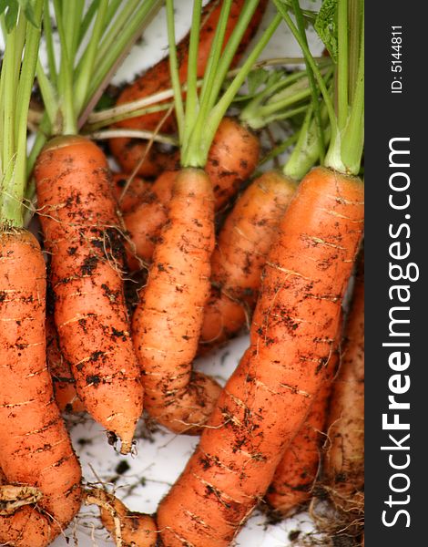 Home grown baby carrots freshly pulled from the dirt. Home grown baby carrots freshly pulled from the dirt