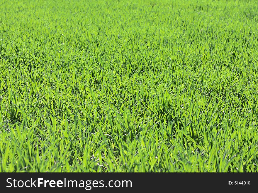 Fresh green grass useful as a background