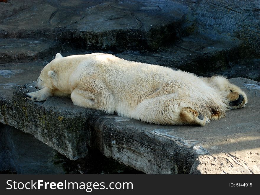 Tired of visitors' attention, polar bear preferred to relax turning his back to everyone in the zoo. Tired of visitors' attention, polar bear preferred to relax turning his back to everyone in the zoo.