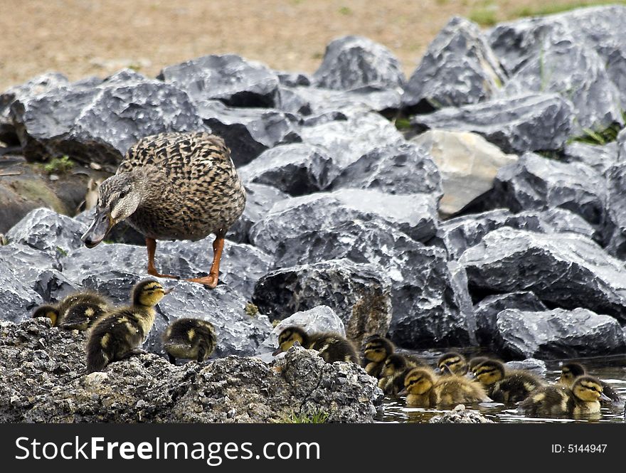 Mother and baby mallards on the rocks beside water. Mother and baby mallards on the rocks beside water.