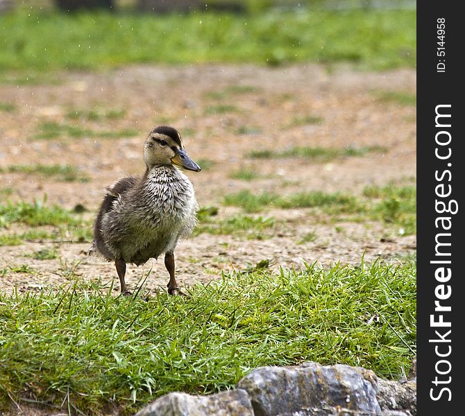 Juvenile Mallard Duck standing in a small grassy area.