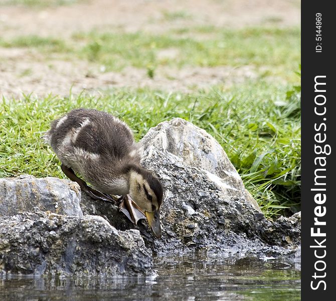 Juvenile Mallard Duck entering the water.