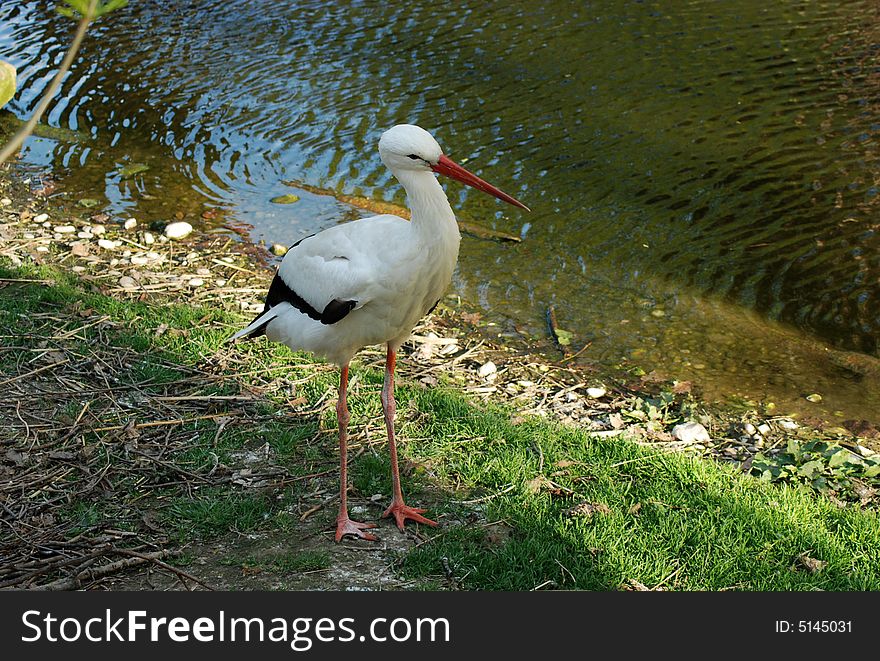 A white stork near the pond slightly lit