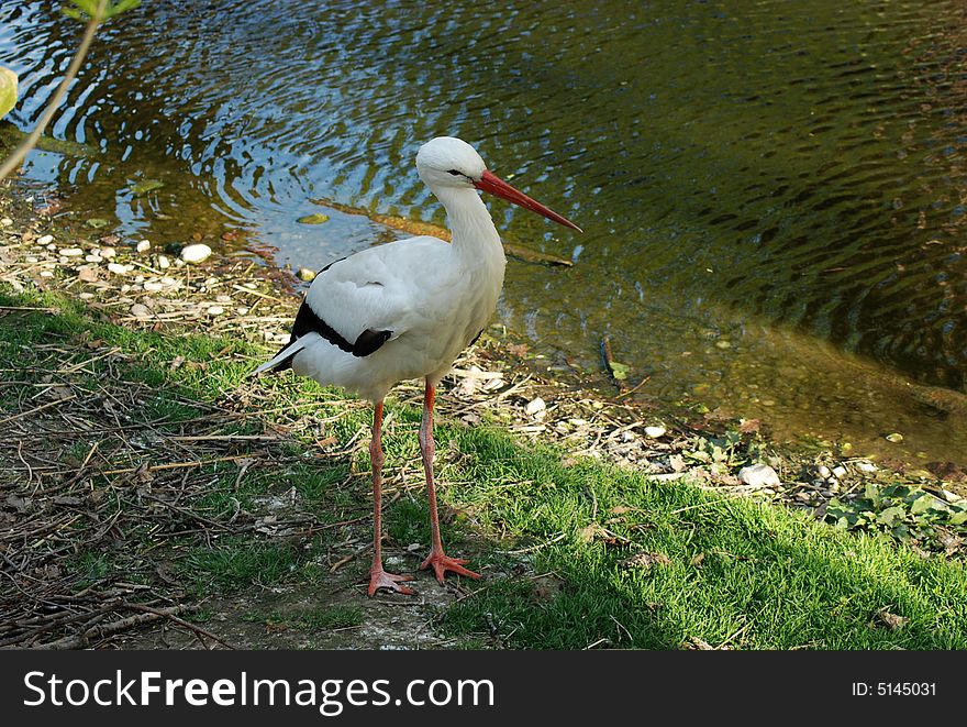 White Stork