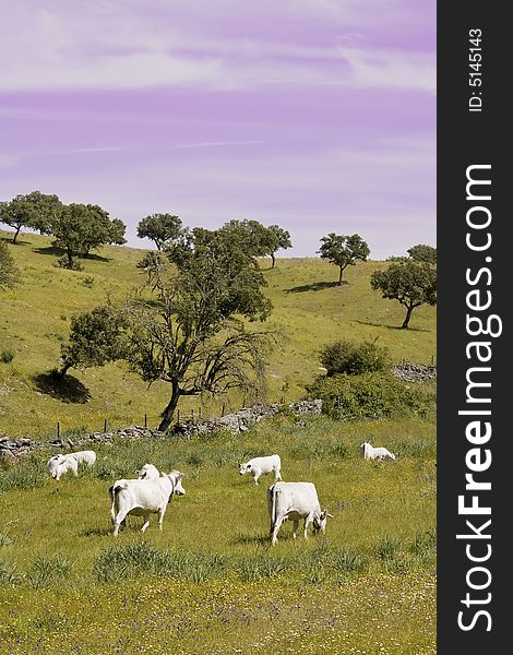 Alentejo landscape in Portugal with cows in the wild. Alentejo landscape in Portugal with cows in the wild