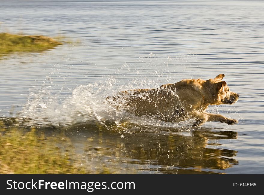 Labrador retriever running into the water. Labrador retriever running into the water