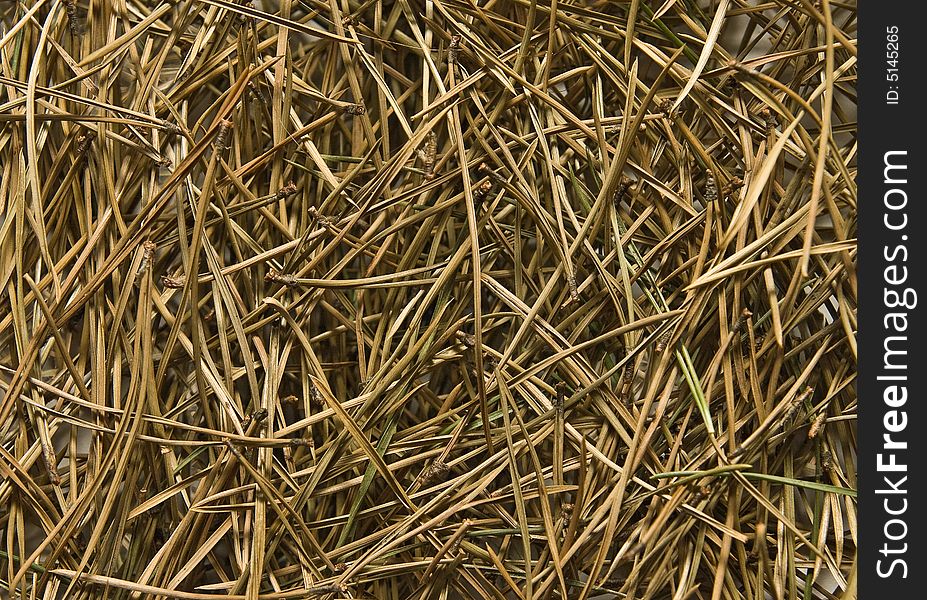 Texture of pine needles on the ground, close-up