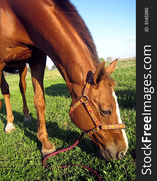 The red horse eats a grass on a pasture