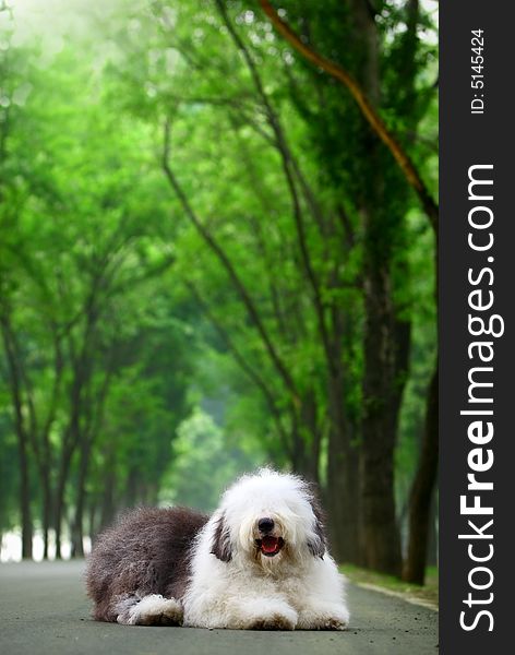 A beautiful english old sheepdog,outdoors