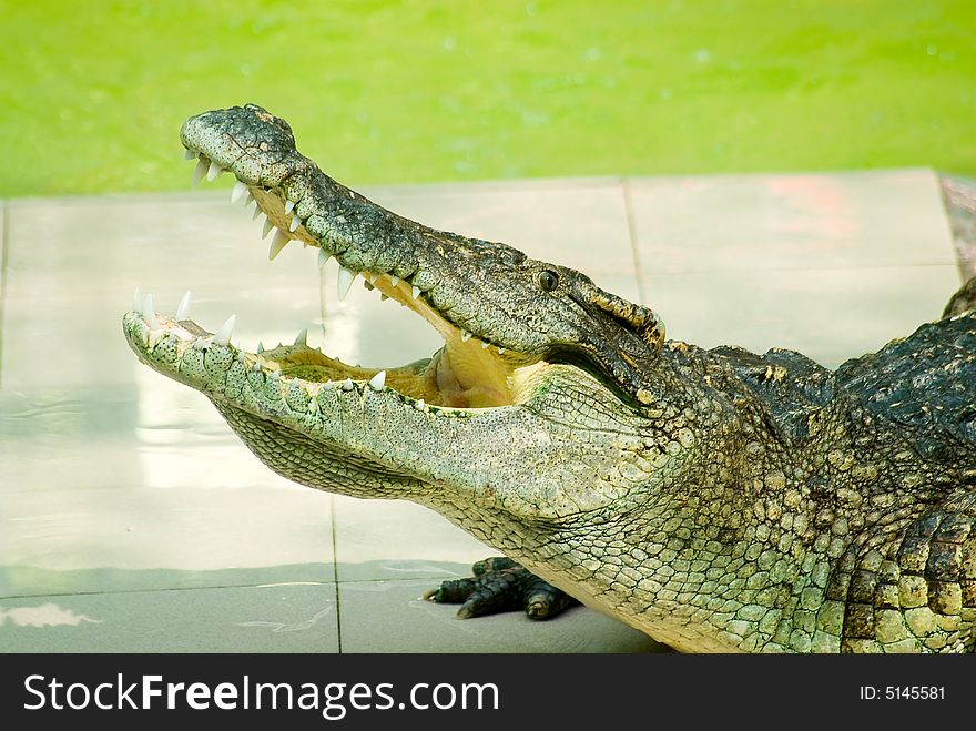 Alligator opening jaw at Phuket zoo, Thailand