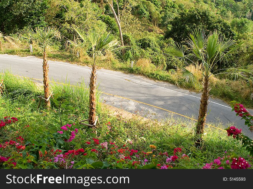 Tropical empty road with palm trees, Phuket, Thailand