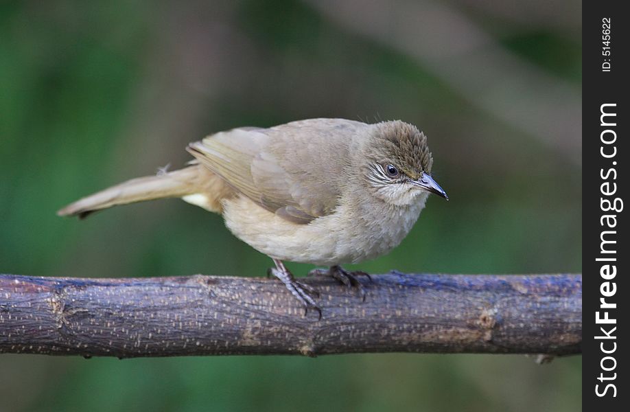 Grey-eyed Bulbul. Colours, back & wings light brown, chest and underbelly light faun, black beak,eyes slate blue. Grey-eyed Bulbul. Colours, back & wings light brown, chest and underbelly light faun, black beak,eyes slate blue.