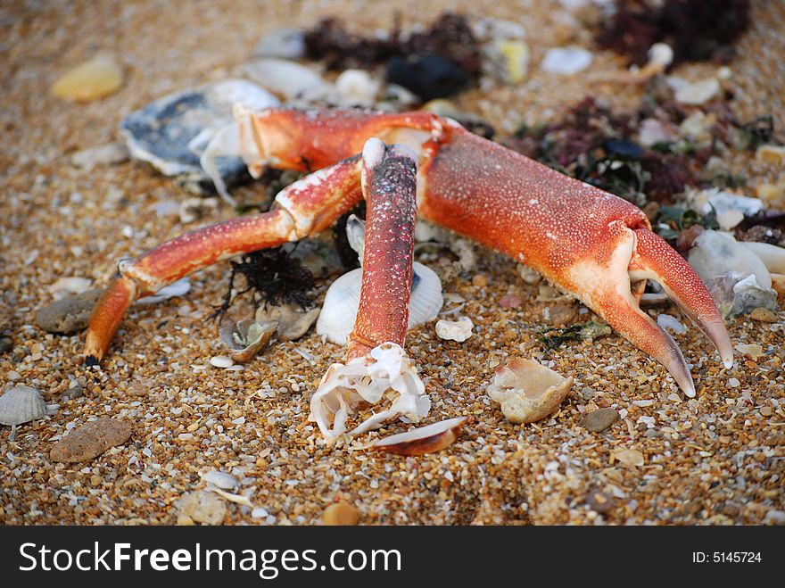 Red crab scissor washed up on the beach on a background of coarse sand, pebbles and sea shells. Red crab scissor washed up on the beach on a background of coarse sand, pebbles and sea shells