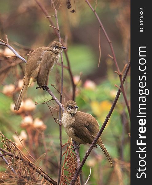 Grey-eyed Bulbul. Colours, back & wings light brown, chest and underbelly light faun, black beak,eyes slate blue. Grey-eyed Bulbul. Colours, back & wings light brown, chest and underbelly light faun, black beak,eyes slate blue.