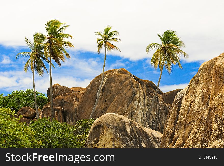 Palm Trees , Ocean View, Blue skies