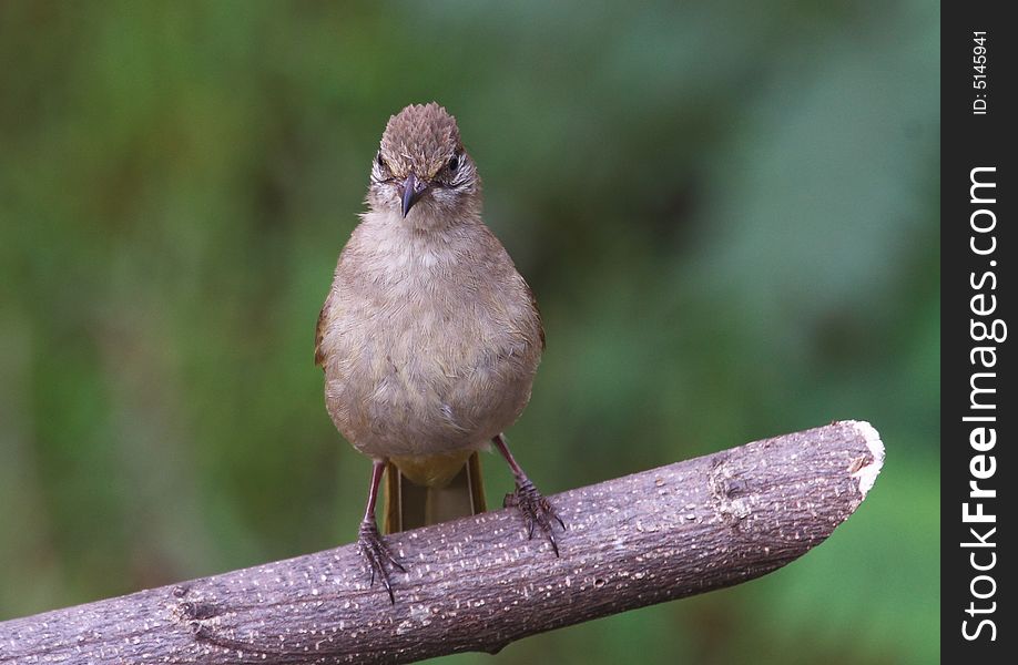 Grey-eyed Bulbul. Colours, back & wings light brown, chest and underbelly light faun, black beak,eyes slate blue. Grey-eyed Bulbul. Colours, back & wings light brown, chest and underbelly light faun, black beak,eyes slate blue.