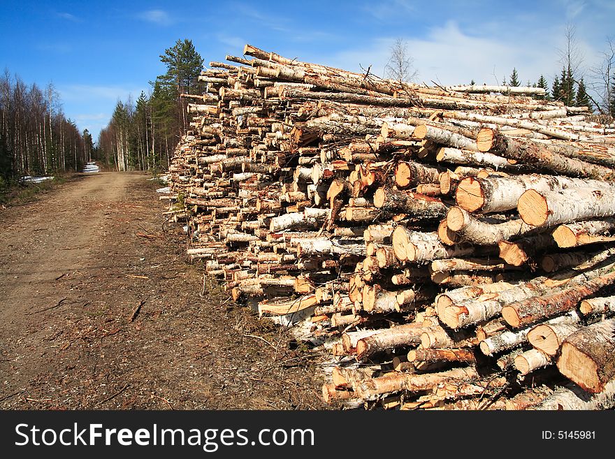 Cut Logs At The Edge Of The Forest