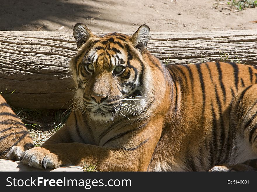 Sumatran Tiger resting on ground