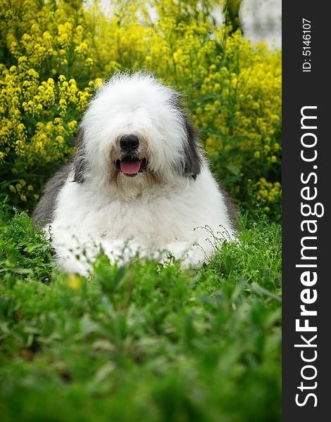 A beautiful english old sheepdog,outdoors