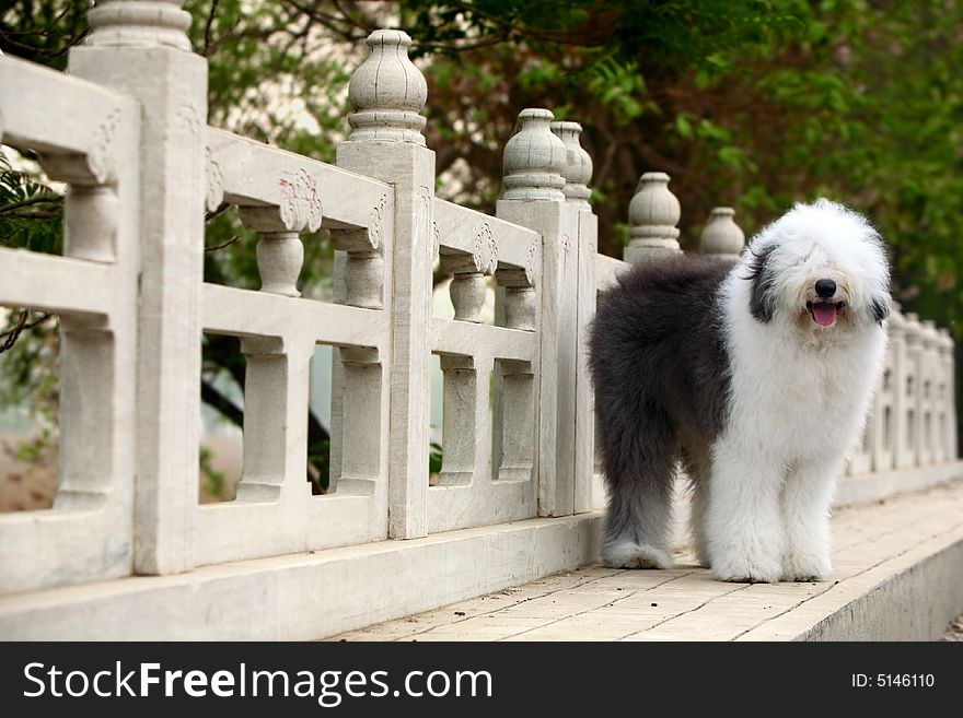 A beautiful english old sheepdog,outdoors