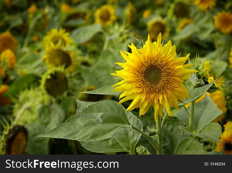 Flowers Of Sunflowers