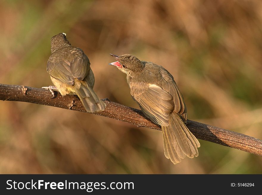 Grey-eyed Bulbul. Colours, back & wings light brown, chest and underbelly light faun, black beak,eyes slate blue. Grey-eyed Bulbul. Colours, back & wings light brown, chest and underbelly light faun, black beak,eyes slate blue.